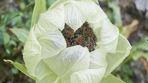 雪莲花盛开的地方,雪莲花绽放的神秘之地